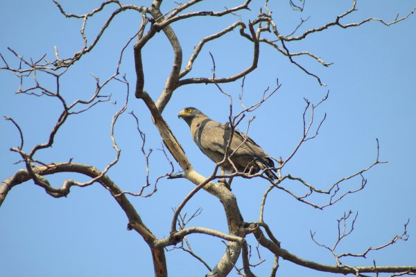 Svasara Tadoba North India 7 