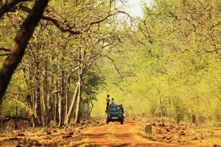 Svasara Tadoba North India 8 