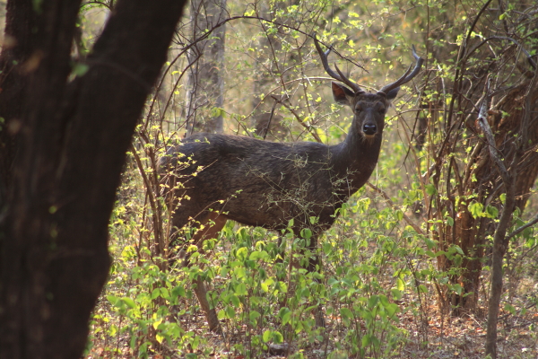 Svasara Tadoba North India 9 