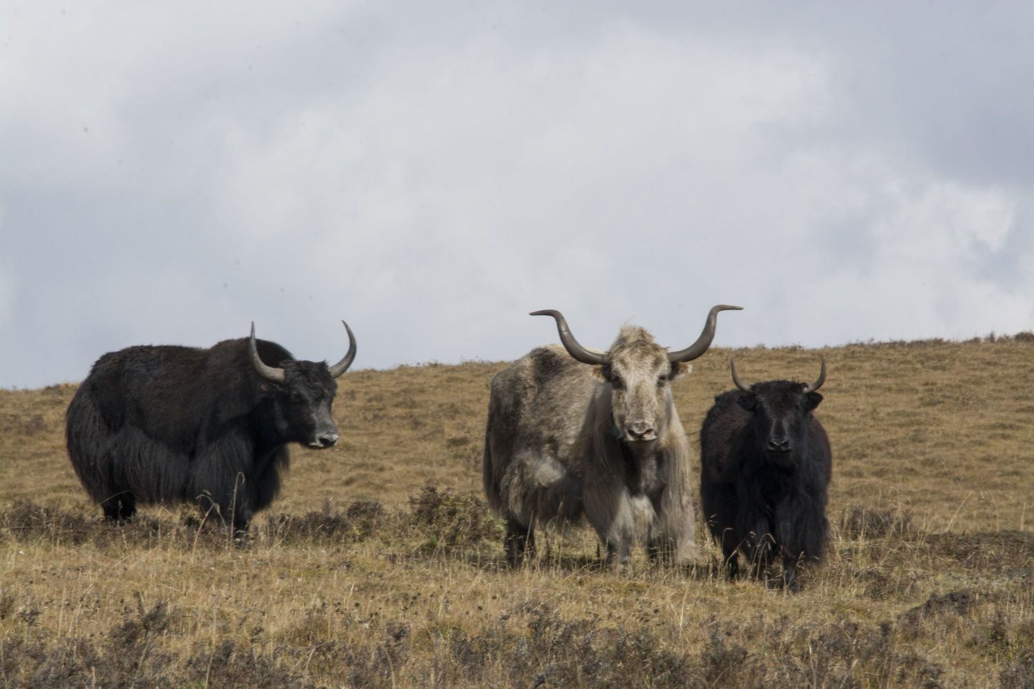 Norden Camp Amdo Gansu China 12 
