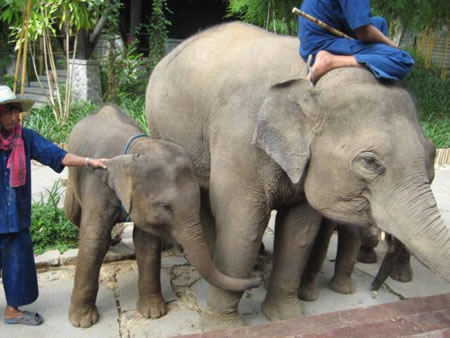 Four Seasons Tented Camp Golden Triangle Chiang Rai Thailand 3 