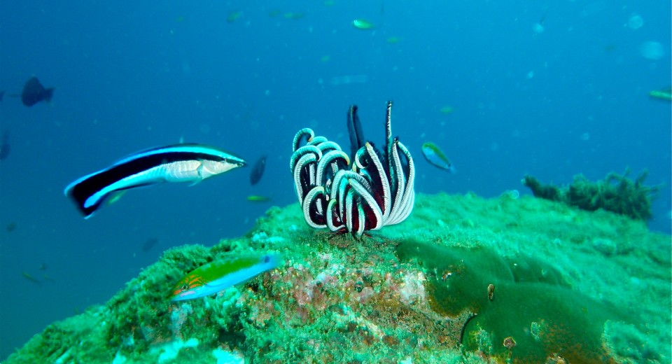 Amara Ocean Ngapali Beach Burma 11 