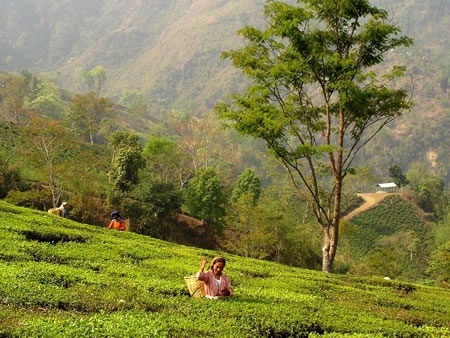 Glenburn North India