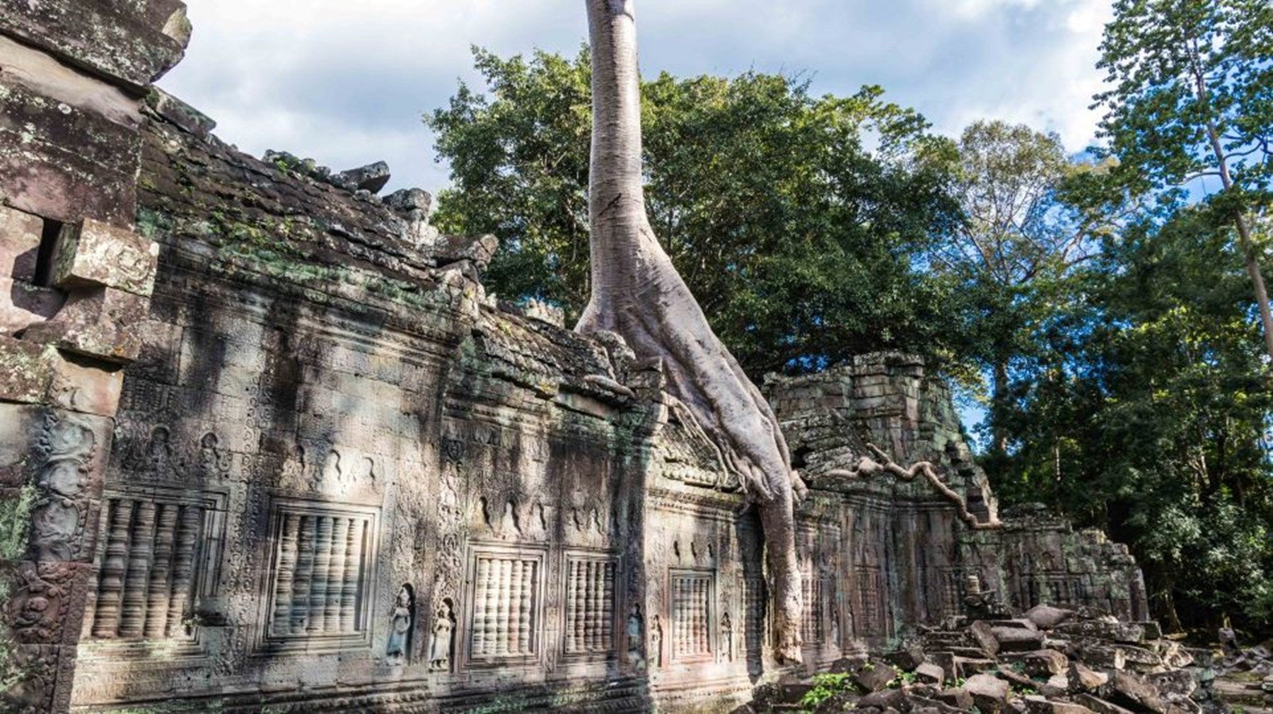 Preah Khan Tree 1 Of 1 