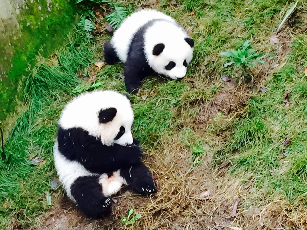 Chengdu Pandas
