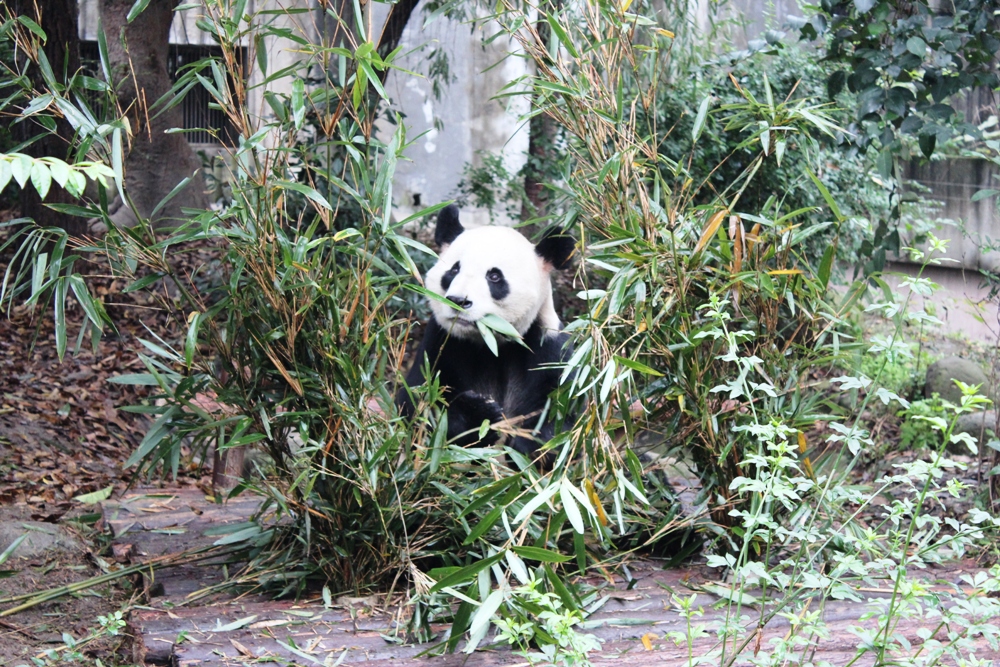 Chengdu Blog 6 