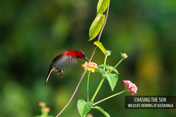 Diphlu River Lodge Kaziranga National Park Eastern India 37 