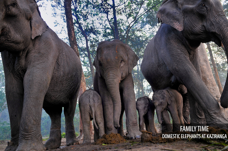 Diphlu River Lodge Kaziranga National Park Eastern India 8 