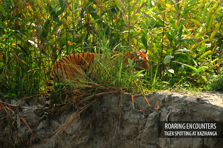 Diphlu River Lodge Kaziranga National Park Eastern India 27 