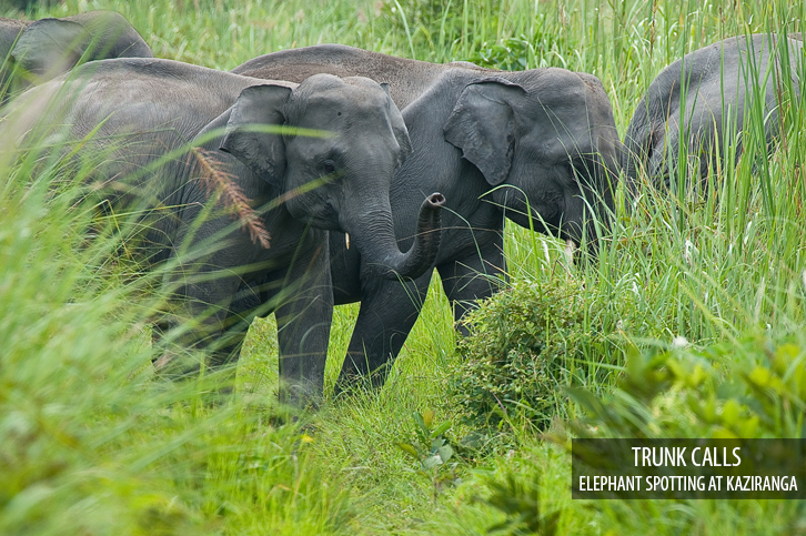 Diphlu River Lodge Kaziranga National Park Eastern India 28 