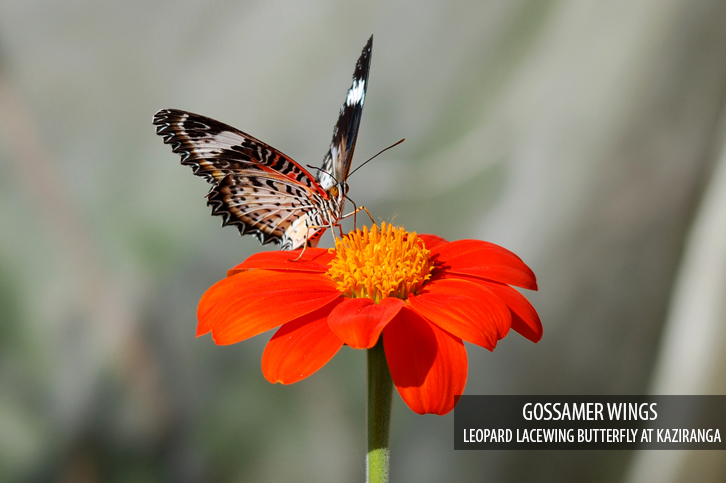 Diphlu River Lodge Kaziranga National Park Eastern India 29 