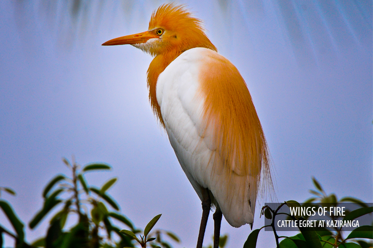 Diphlu River Lodge Kaziranga National Park Eastern India 30 