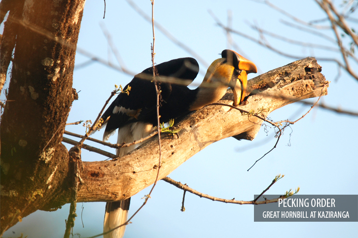 Diphlu River Lodge Kaziranga National Park Eastern India 32 