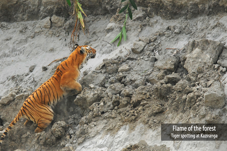Diphlu River Lodge Kaziranga National Park Eastern India 34 