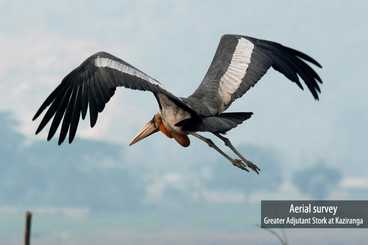 Diphlu River Lodge Kaziranga National Park Eastern India 35 