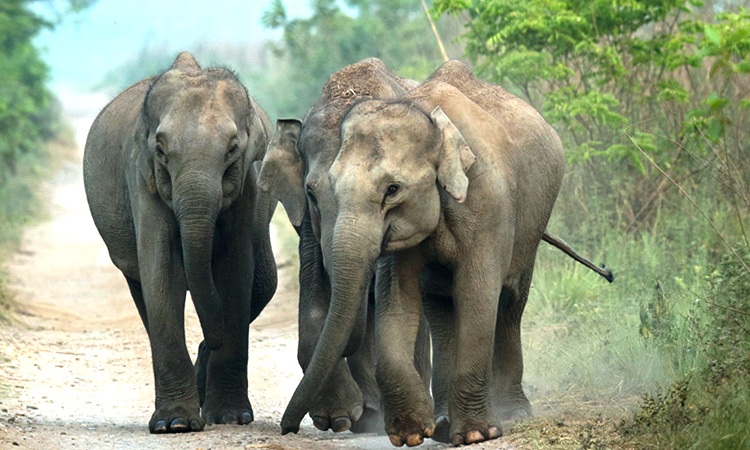 Jims Jungle Retreat Uttarakhand North India 12 