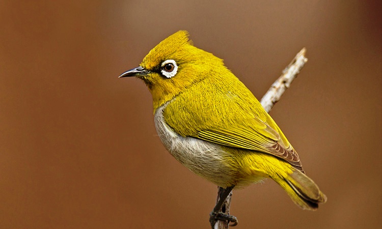 Jims Jungle Retreat Uttarakhand North India 7 