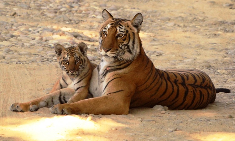 Jims Jungle Retreat Uttarakhand North India 8 