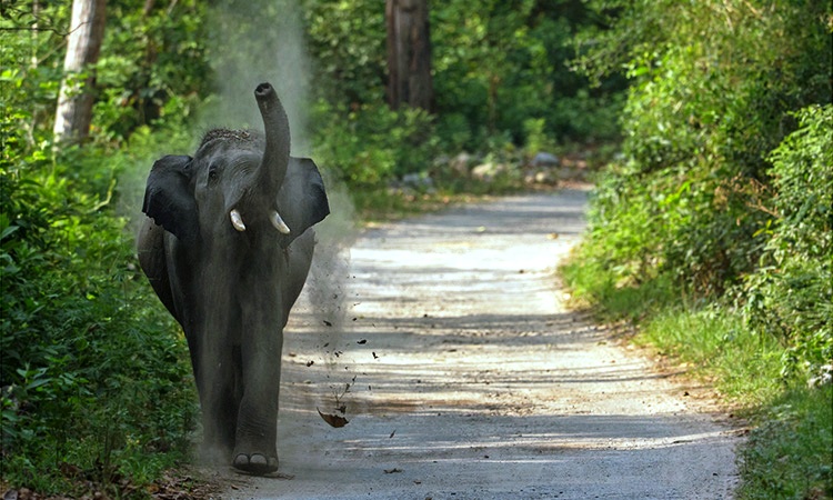 Jims Jungle Retreat Uttarakhand North India 9 
