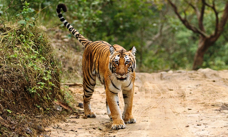 Jims Jungle Retreat Uttarakhand North India 10 