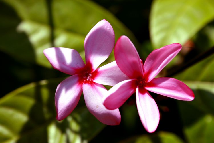 Wildernest Goa South India 2 