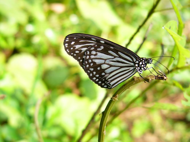 Wildernest Goa South India 1 