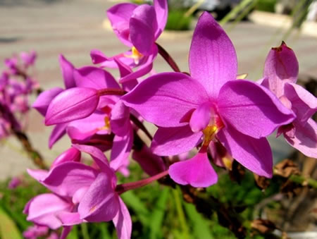 Kalimpong North India 2 