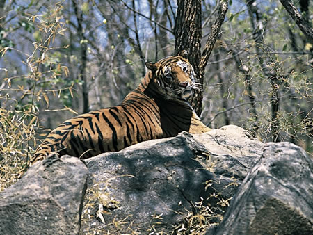 Kaziranga National Park North India 1 