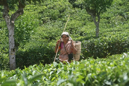 Kirchhayn Bungalow Bandarawela Sri Lanka 3 