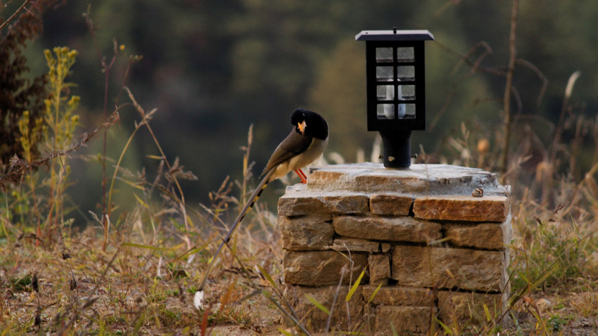 Nak Sel Paro Bhutan 3 