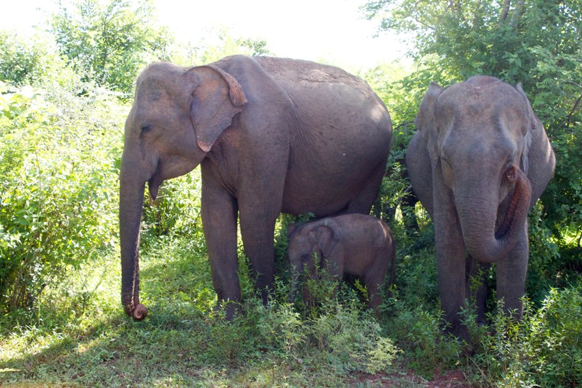 Maya Villa Tangalle Sri Lanka 1  (2)