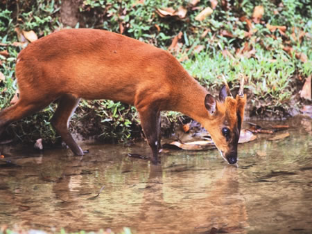 Panna National Park North India 1 