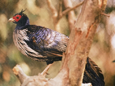 Panna National Park North India 2 