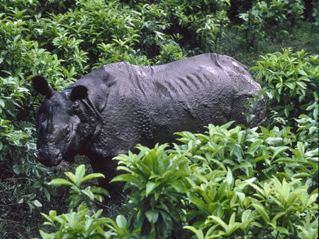 Panna National Park North India 3 