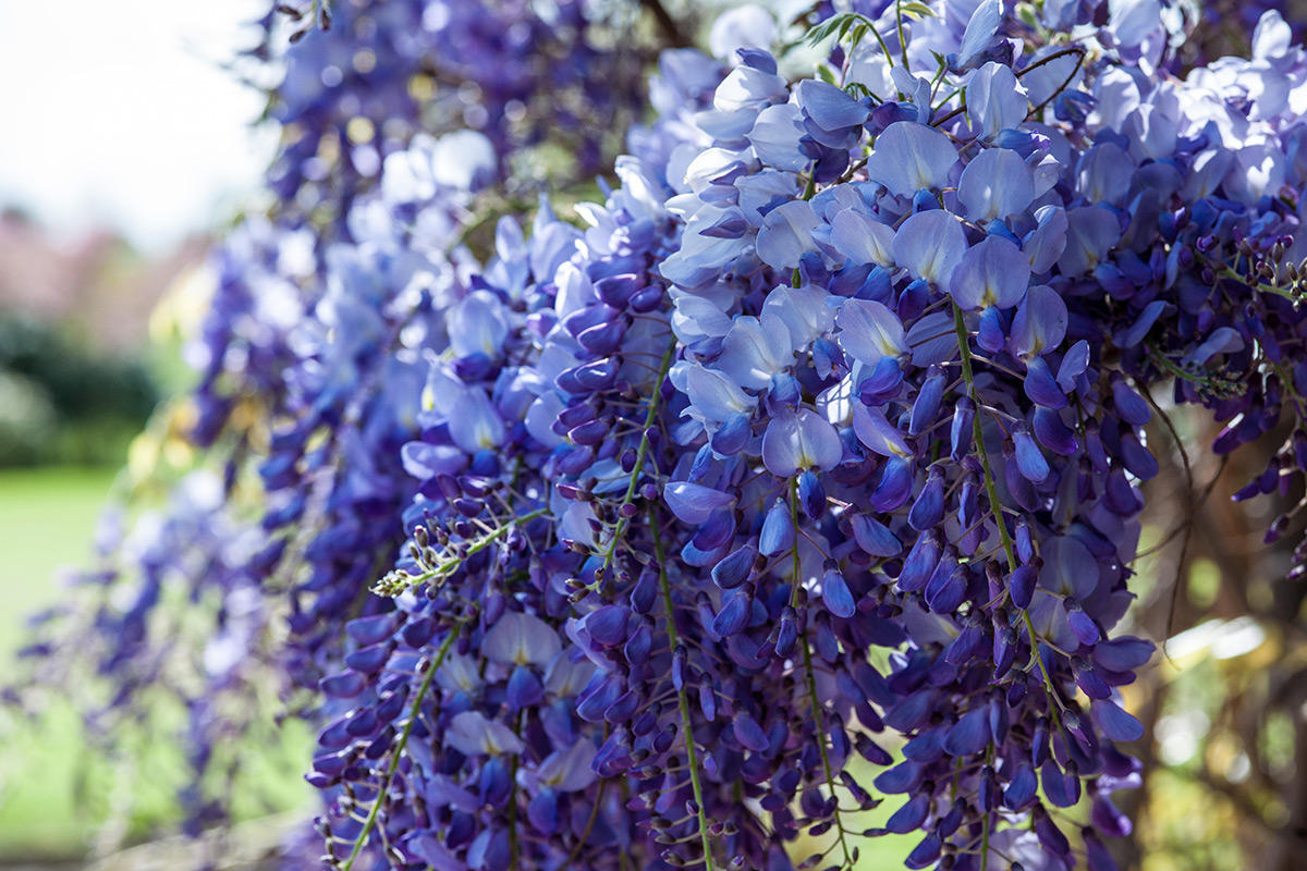 Buckland Manor Cotswolds Uk 6