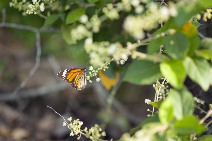 Wild Grass Sigiriya Sri Lanka 19