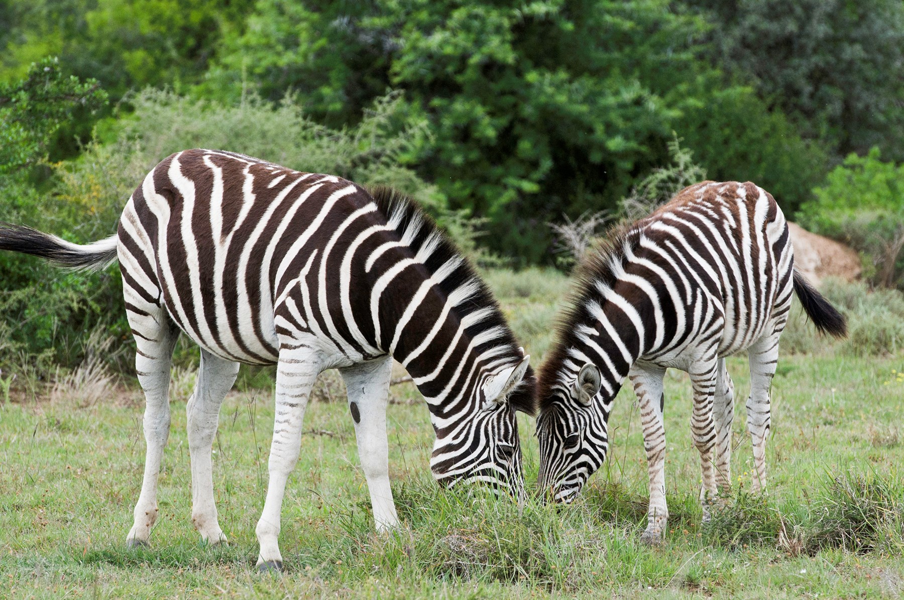 South Africa Kwandwe Easterm Cape South Africa 17