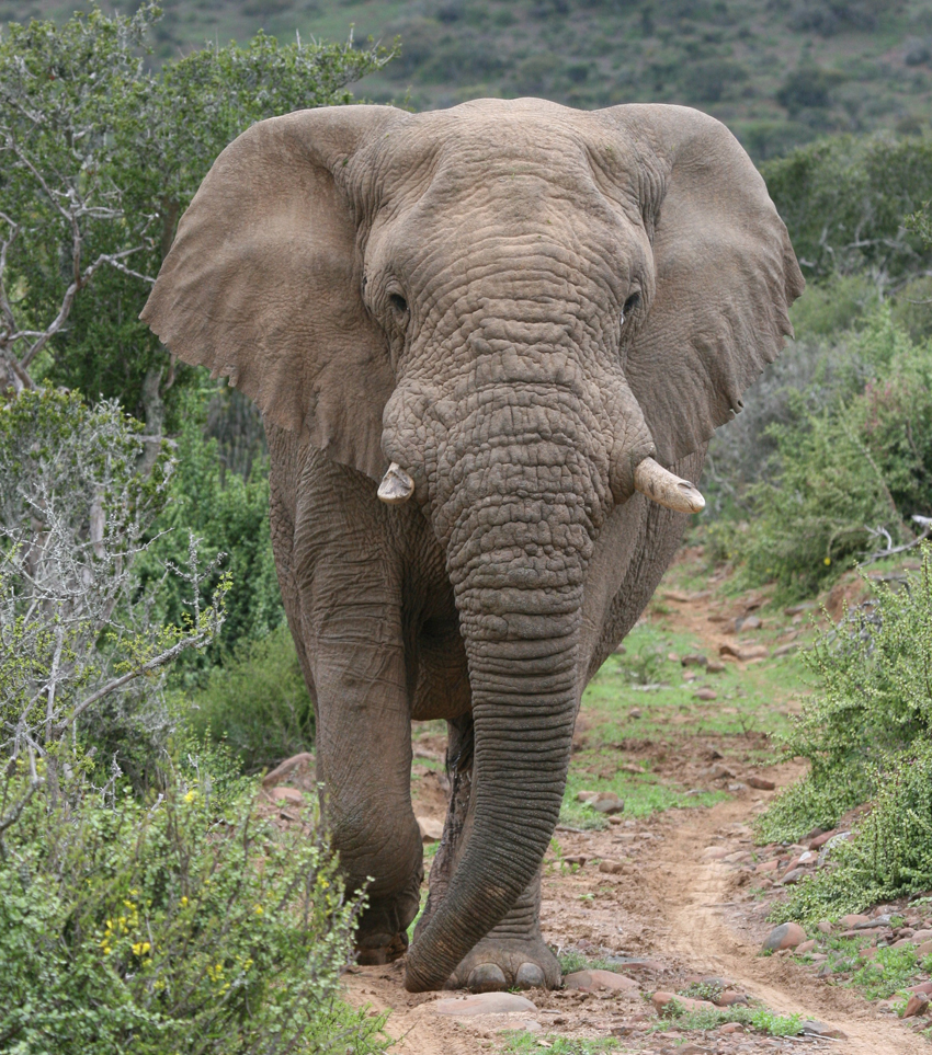 Kwandwe Private Game Reserve Eastern Cape South Africa 30