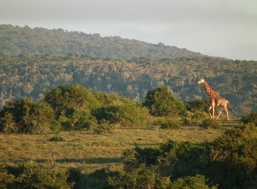 Kwandwe Private Game Reserve Eastern Cape South Africa 33