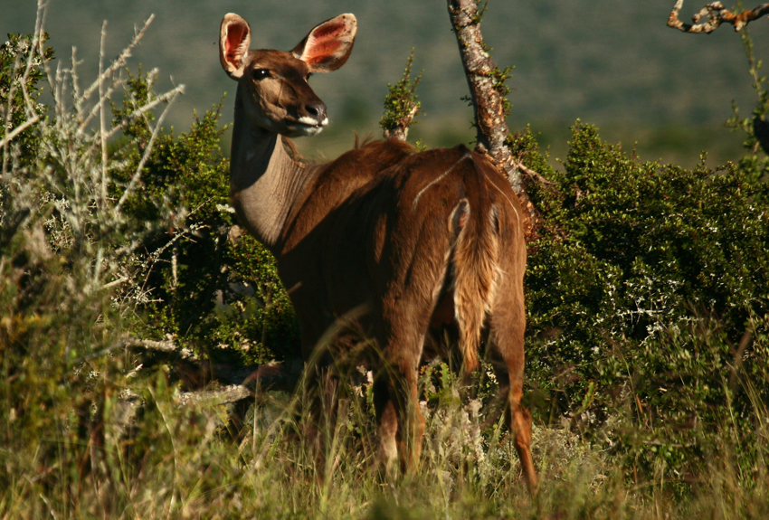 Kwandwe Private Game Reserve Eastern Cape South Africa 50