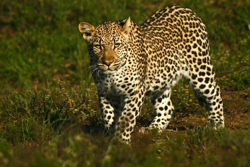 Kwandwe Private Game Reserve Eastern Cape South Africa 51