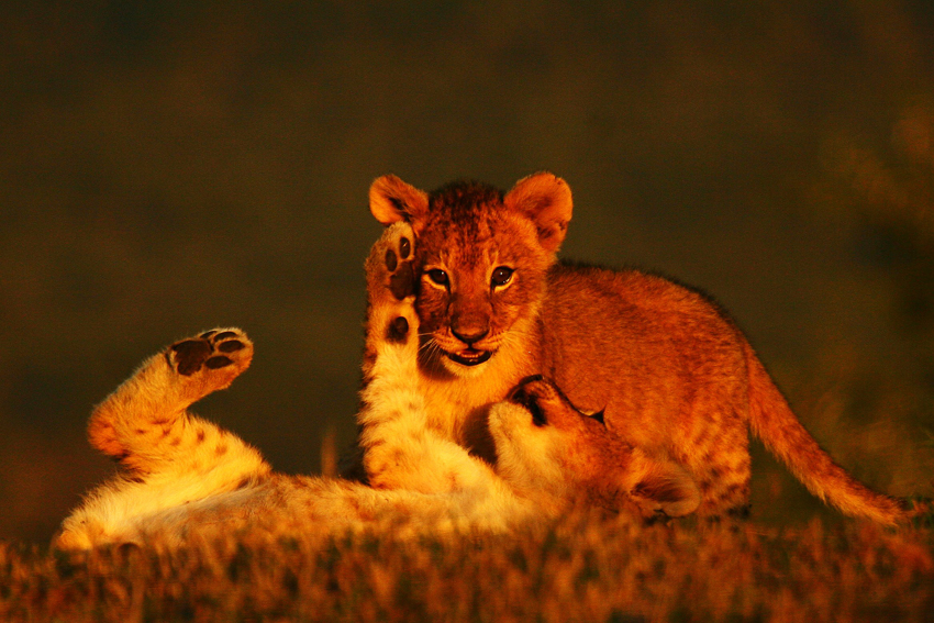 Kwandwe Private Game Reserve Eastern Cape South Africa 53