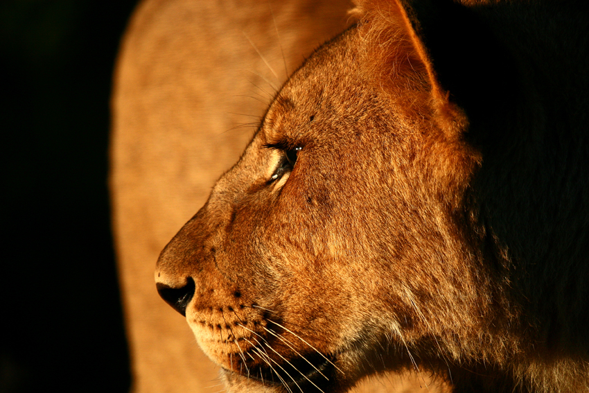 Kwandwe Private Game Reserve Eastern Cape South Africa 54