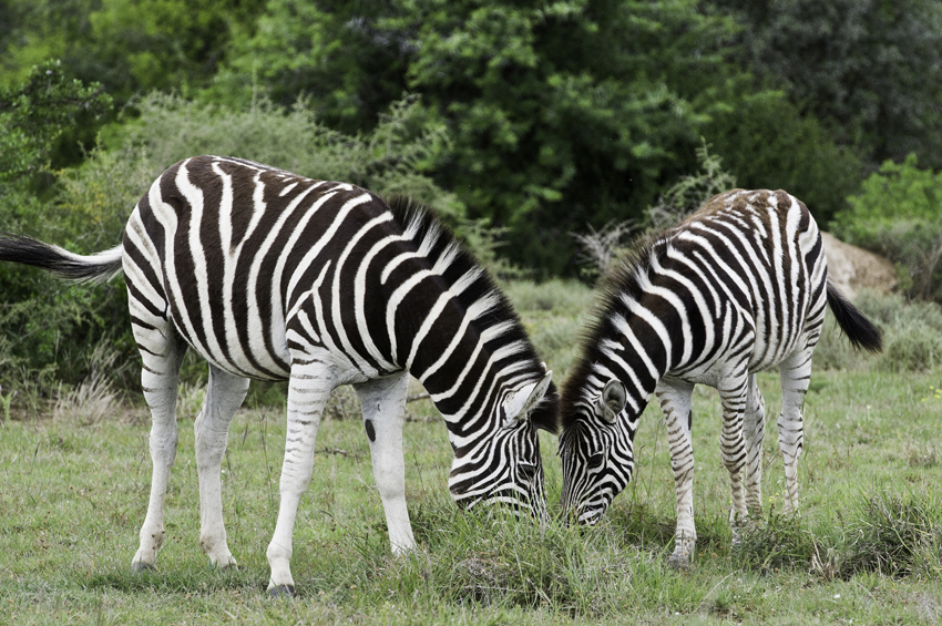 Kwandwe Private Game Reserve Eastern Cape South Africa 64