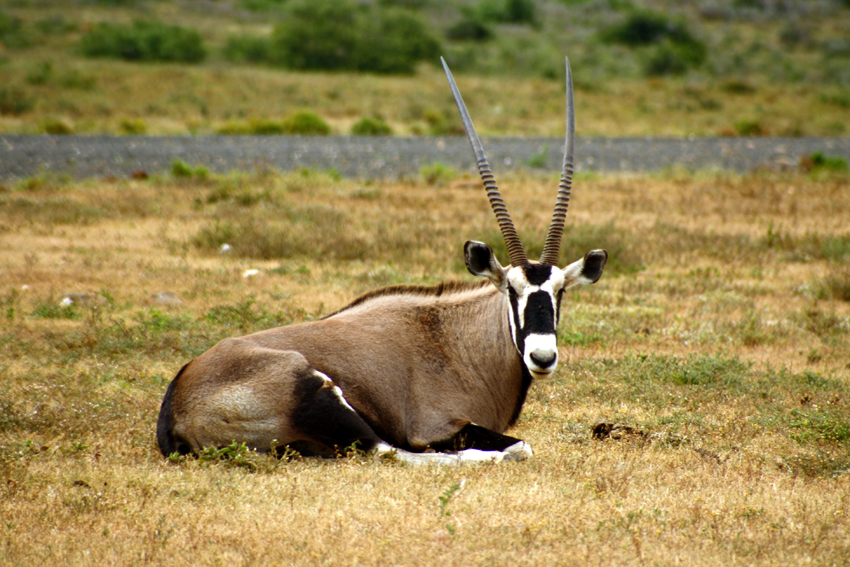 Kwandwe Private Game Reserve Eastern Cape South Africa 65