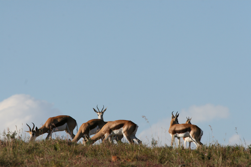 Kwandwe Private Game Reserve Eastern Cape South Africa 69