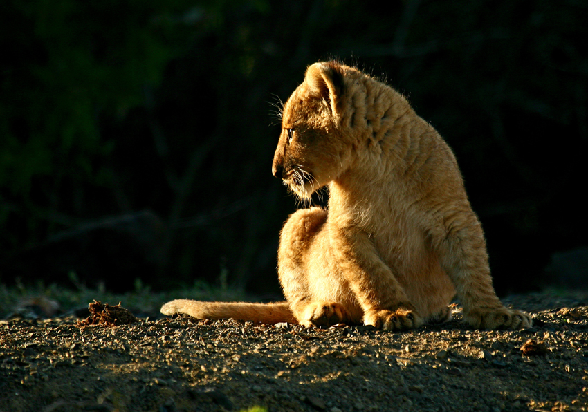 Kwandwe Private Game Reserve Eastern Cape South Africa 70