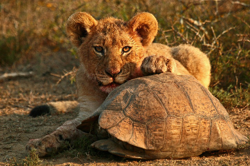 Kwandwe Private Game Reserve Eastern Cape South Africa 71