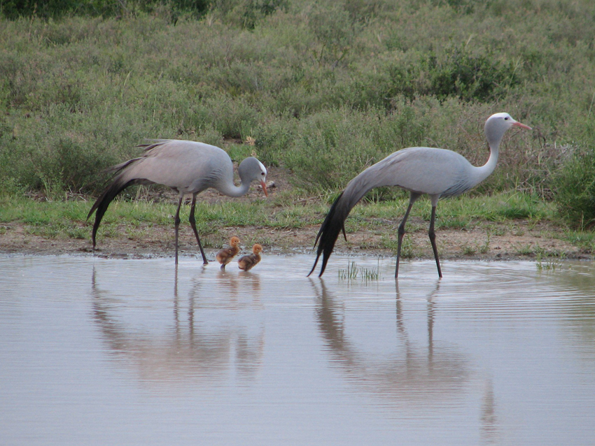 Kwandwe Private Game Reserve Eastern Cape South Africa 1