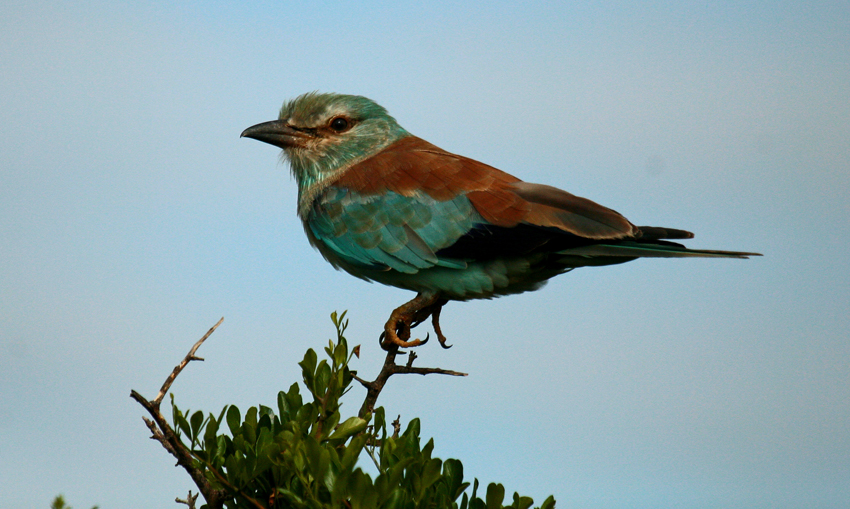 Kwandwe Private Game Reserve Eastern Cape South Africa 1 (1)
